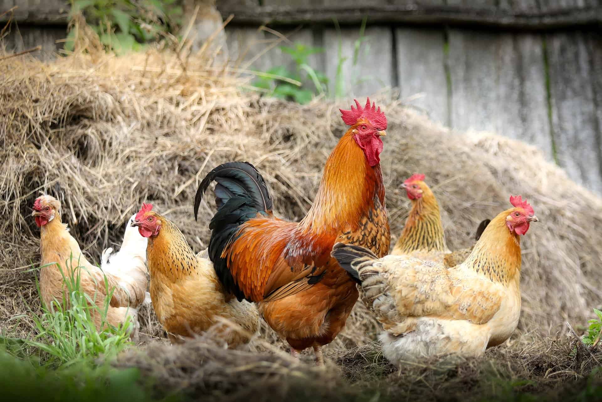 Chickens Roaming Near Hay